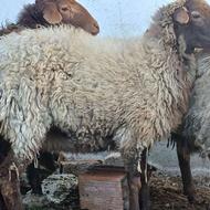 گوسفند.بره (مادرو بره) جوان