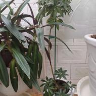 گل شفلرا بدلیل کمبود جا