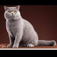 بدنبال جفت ماده اسکاتیش،بریتیش، پرشین