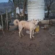 الابای اصیل12 ماهه