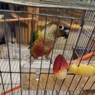 گرینچیک رام دستی