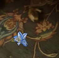 قالشویی ال کاپو