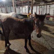 فروش اسب 6سال