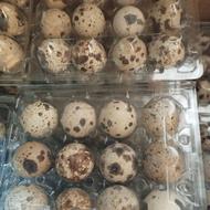 گوشت و تخم بلدرچین تازه برای مغازه داران و منازل