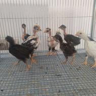 فروش جوجه گلین