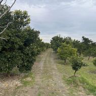 باغ 6,500 متری ساری