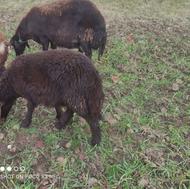 گوسفند غزال افشار