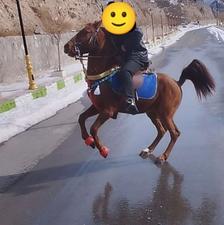 اسب کرد سر دم گیر