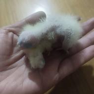 عروس هلندی.....