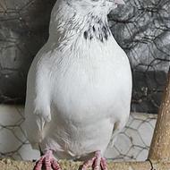 کبوتر جوجه کشی