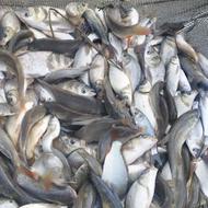 بچه ماهی گرمابی