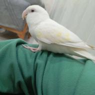 طوطی برزیلی