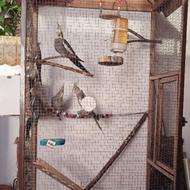 عروس هلندی همراه جوجه و قفس بزرگ