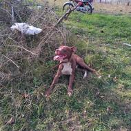 واگذاری سگ پیتبول 9 ماهه نر