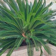 فروش گل سیکاس خانگی