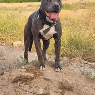 واگذاری سگ پیتبول نر