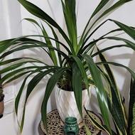 گل و گلدان بزرگ و نو