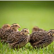 بلدرچین سالم ..