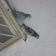 کبوتر یا کفتر