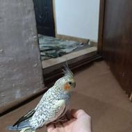 طوطی عالی زیر قیمت