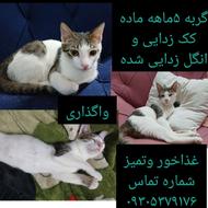 واگذاری گربه ماده