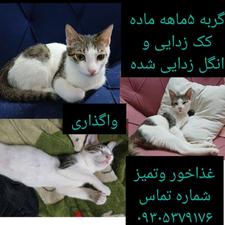 واگذاری گربه ماده