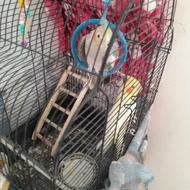 عروس هلندی..