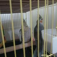 عروس هلندی جون