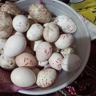 تخم بوقلمون برنز وغاز اوکراینی