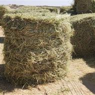 پوشال برنج یا کلش برنج یا کاه برنج