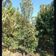 نهال 5ساله گلابی اسپادانا