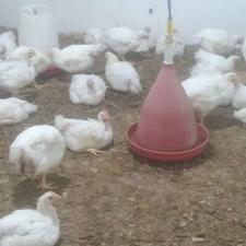 مرغ ارگانیک گوشتی