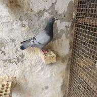 تعدادی کبوتر مسافتی و کینگ