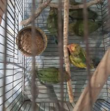 طوطی برزیلی سرلاکی نرم خور