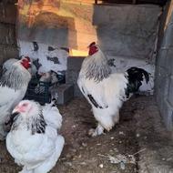 برهمای اصیل