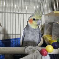 عروس هلندی ماده فروشی