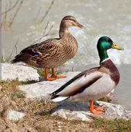 اردک محلی شالیزار