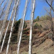 چوب سپیدار. بید .چوب باغی شمارا به بالا ترین قیمت خریدارم