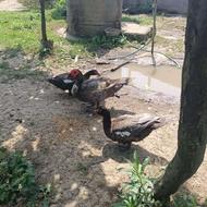 اردک اسرائیلی(مسکویی)رنگ خاص کوکو٫طوسی٫نقره ای