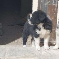 توله قهدریجان واگذاری