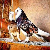 کبوتر حرمی بوقایی