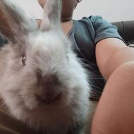 خانگی است وچش قرمز است پول نیازم دارم میفروشم