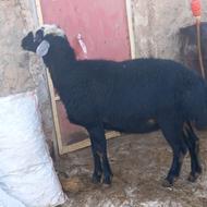 فروش قوچ قره چال