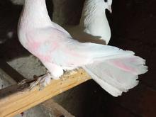 کبوتر زینتی در شیپور