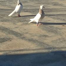 یک جفت طوقی