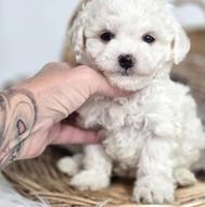 واگذاری فرفری سفید