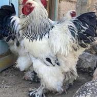 جوجه برهما و کبک