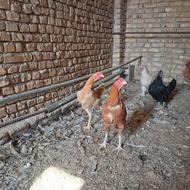 جوجه لاری دو عدد