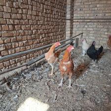 جوجه لاری دو عدد