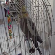 طوطی عروس نر هلندی با قفس